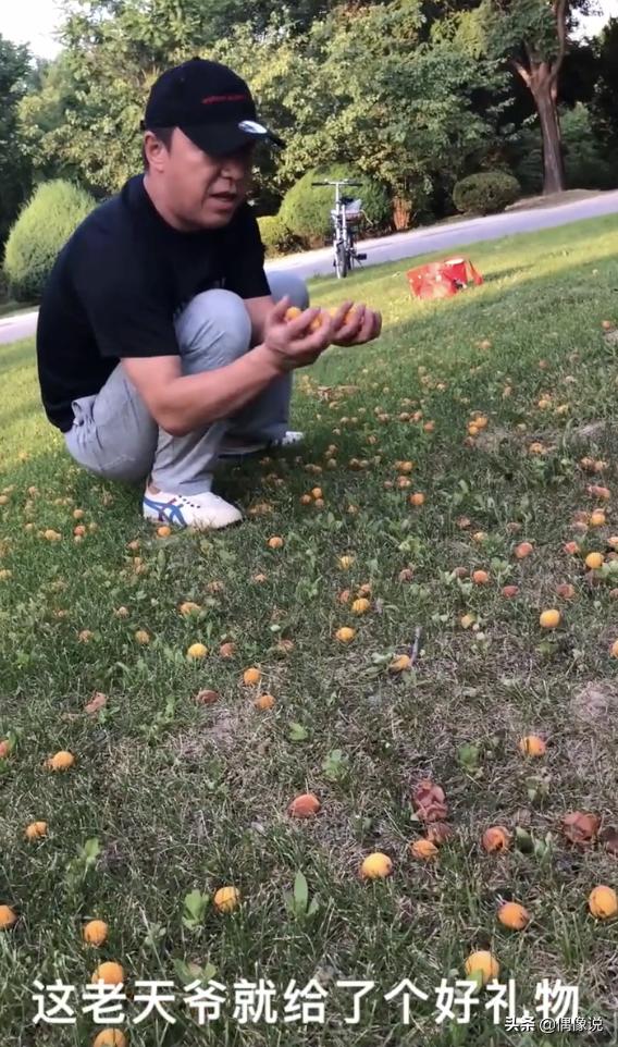 「捡杏」黄渤自己捡杏做杏酱 “青岛贵妇”太厉害了啥都会