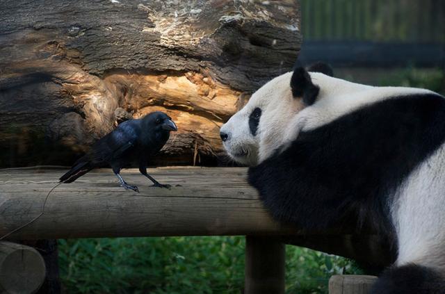 想和熊猫结婚、为看熊猫放弃妹妹婚礼！网友：