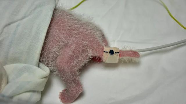 赠台大熊猫“圆仔妹”初露萌态 前爪“比心”萌翻岛内(图)