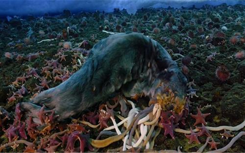 南极巨虫专吃腐朽的食物，南极巨虫对人类有损害吗