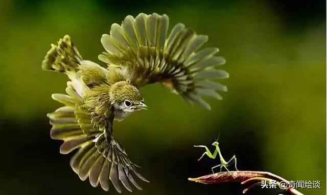 这就是神奇的大自然！这么奇妙的动物我第一次