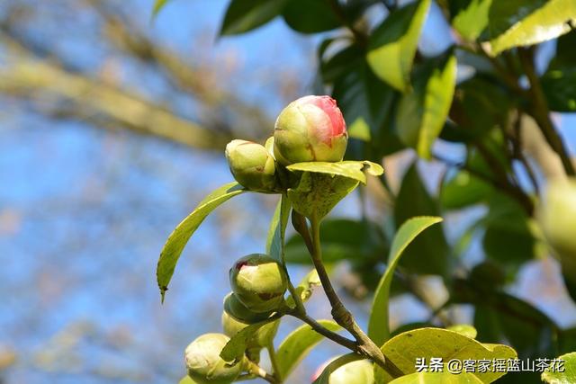 客家摇篮：山茶花油，护肤之道