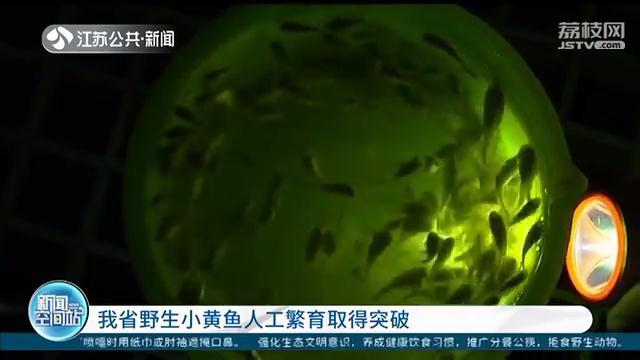 江苏野生小黄鱼人工繁育取得突破 预计明年春节可供应餐桌