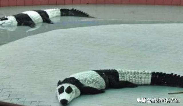 印度租大熊猫失败之后，竟然自己“制造”，网友看完捧腹大笑