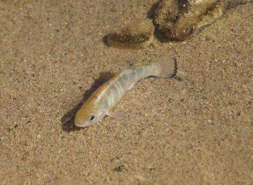 与世隔绝了5万年，全球仅剩38条的沙漠鱼，现在怎样样了？