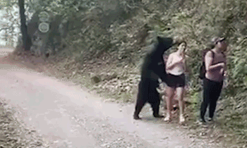 黑熊|曾嗅女游客的黑熊又抱女子大腿 游客反应被盛赞