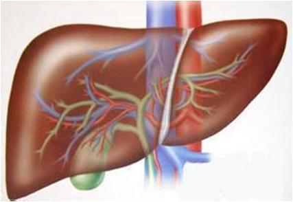 肝脏的位置和四大重要功能