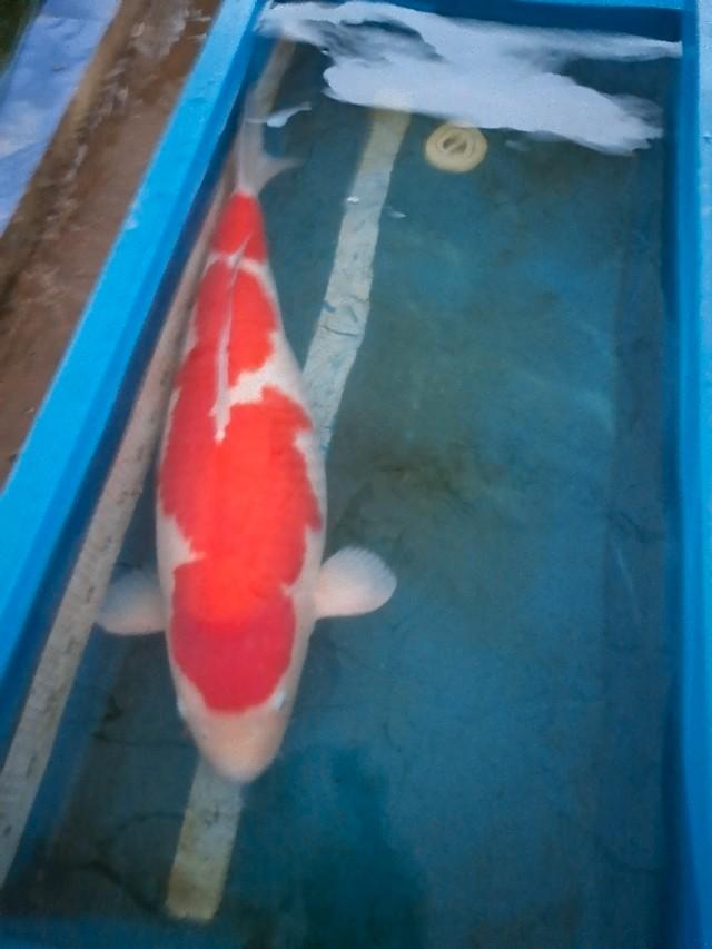 锦鲤起源与市场现状
