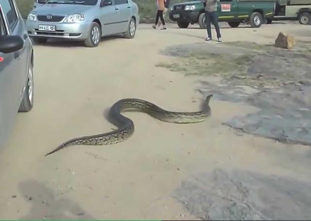 男子开车有动静，停车发现车里有只蛇，顿时不