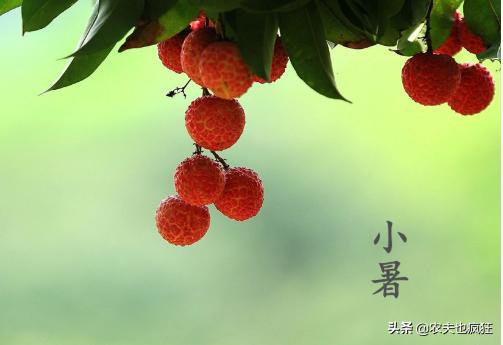 「关于」今日小暑 关于小暑节气的农谚有哪些