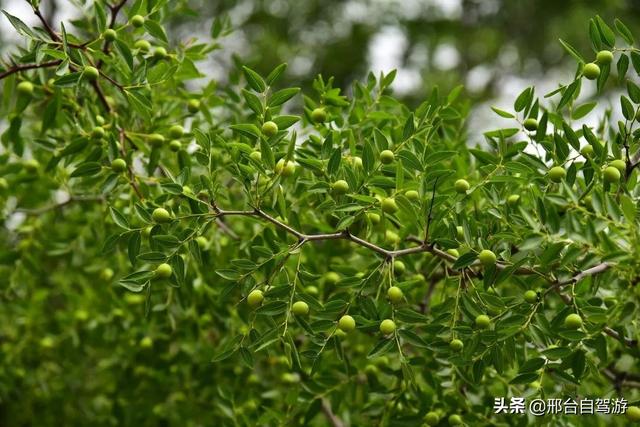 跋山涉水！邢台车网小会员挑战山野徒步……