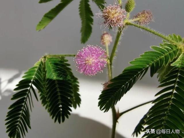豆苗、番茄、迷迭香，在阳台，你可以种出一百种好滋味
