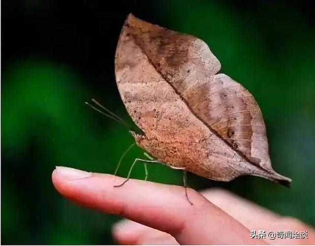 这就是神奇的大自然！这么奇妙的动物我第一次