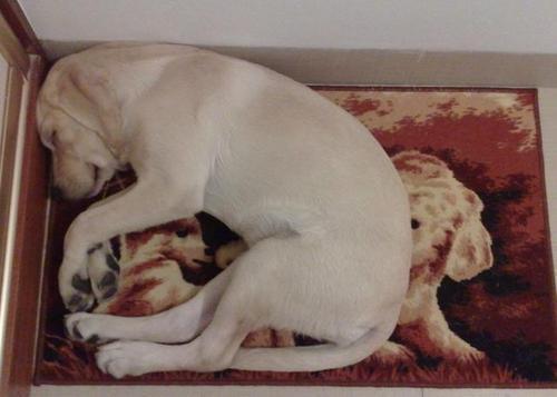 狗的发情期一般会持续多少天？