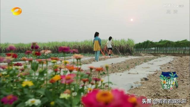 周迅、郭麒麟、张婧仪做客向往的生活，为啥这么吸引人？