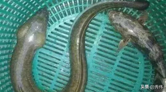这鱼总是被认错，实为入侵生物，因肉质美味，