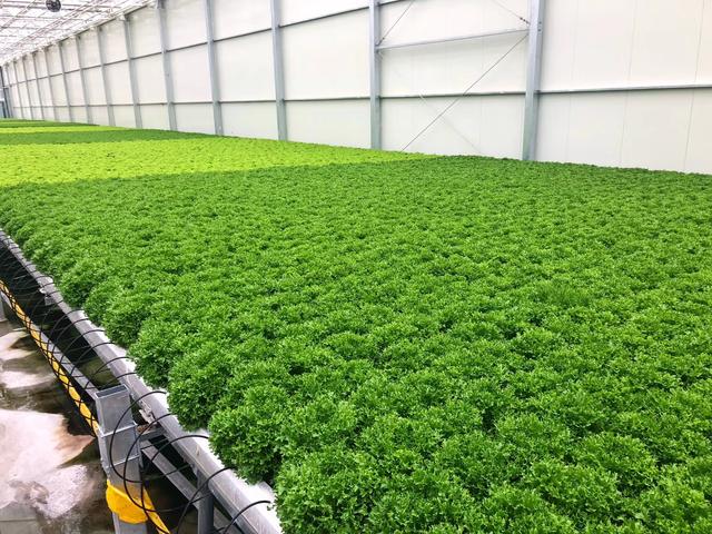 水培蔬菜是福还是祸？现在流行的水培蔬菜该如何设计建造