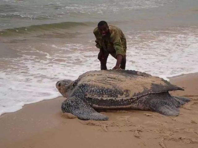 这种乌龟重约1吨，体长2米，如今因人类而濒临灭