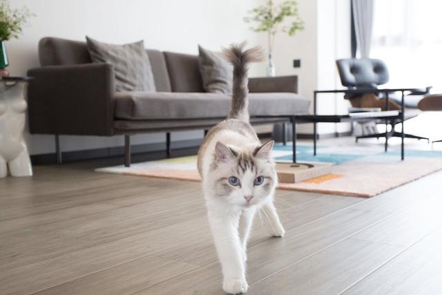 民宿主夫妇爆改96m²两室，两人一猫的神仙生活太治愈了吧