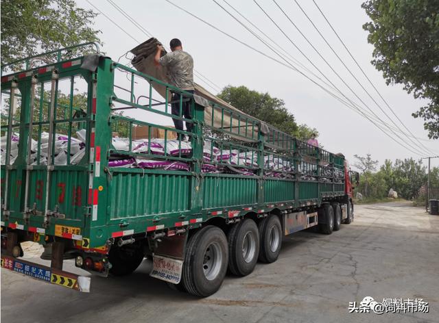 看，山东爱依特生物技术有限公司如何成为鹅饲料市场的一匹黑马