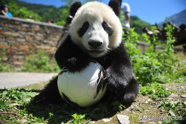 为什么大熊猫完全没有天敌，却仅剩两千多只？专家：自己作的