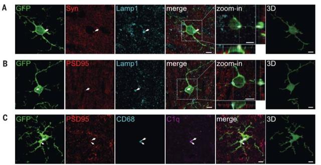 ������ʲô���ܳ���С����ϸ�����ܣ�
