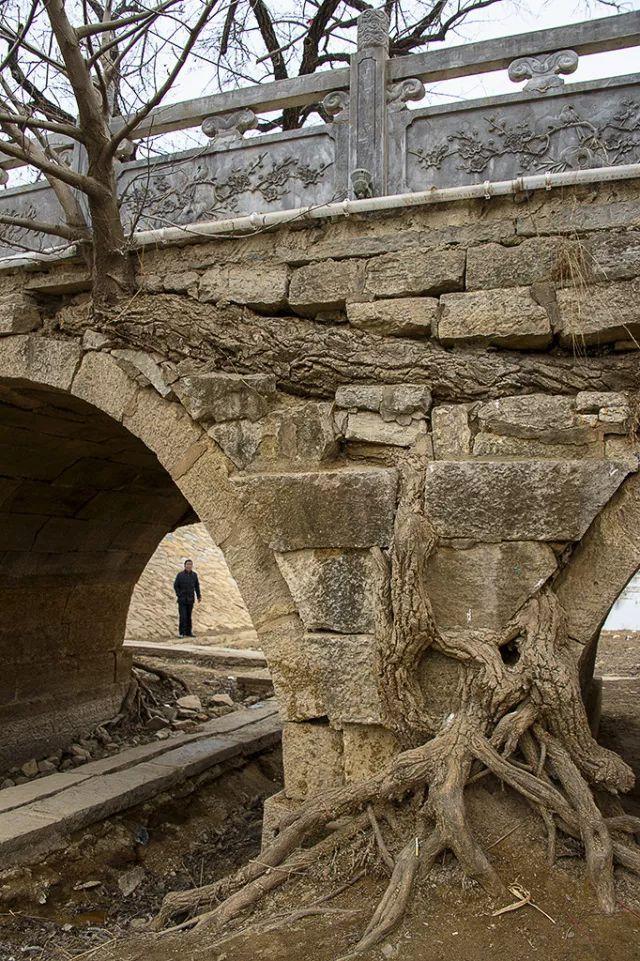 皖北宿州一奇观：树驮桥，桥驮树，相依相伴300年