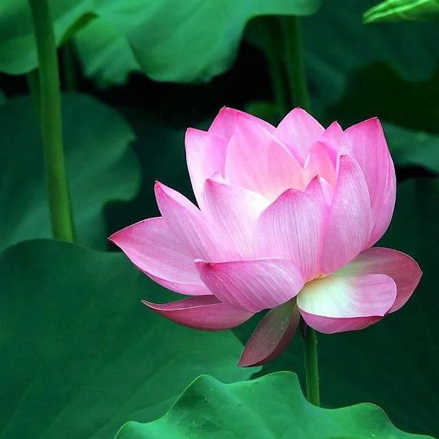 「一波」今日小暑 来一波和小暑有关的唯美图片发朋友圈