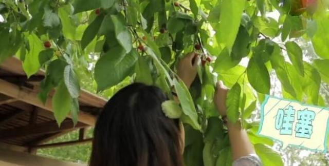 周海媚独居北京，坐拥超大菜园，直言不需要找