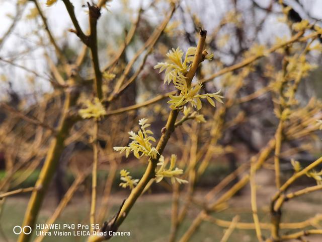 华为P40 Pro体验：用手机拍出好照片，其实真的很