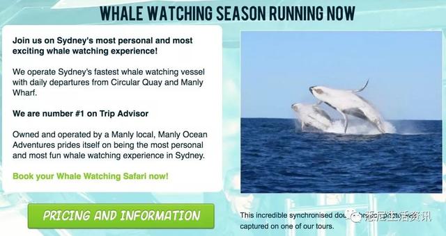 来了！4万多头座头鲸浩浩荡荡逼近悉尼港！气势