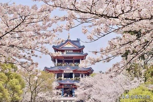 中国第一赏樱胜地鼋头渚的樱花，美的不可方物