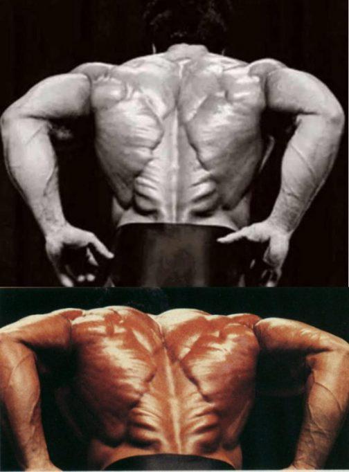 漂亮的背部肌肉，见背识人，你能认出几个呢？