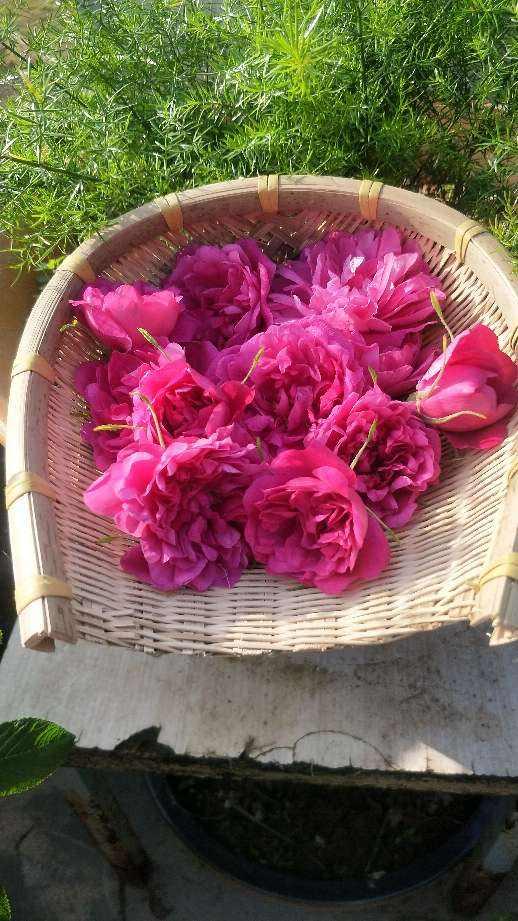 4種花用處多，摘下花瓣泡茶喝，還能清熱解暑