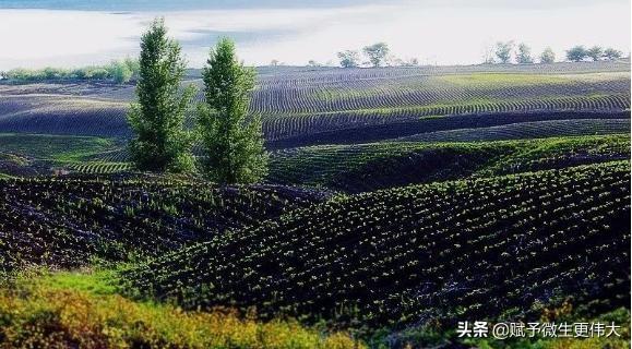 揭秘藏——预祝“第二届中国腐植酸复合肥产业发展论坛”成功