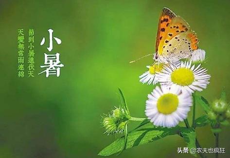 「关于」今日小暑 关于小暑节气的农谚有哪些