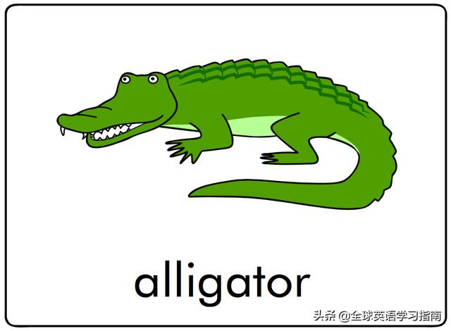 图片[4]-幼儿启蒙英语单词闪卡 － 字母Aa的15个相关单词-笑傲英语网