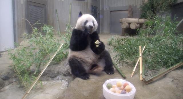 想和熊猫结婚、为看熊猫放弃妹妹婚礼！网友：