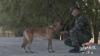 一生认一人！离开军营那一刻，退役警犬跳车飞