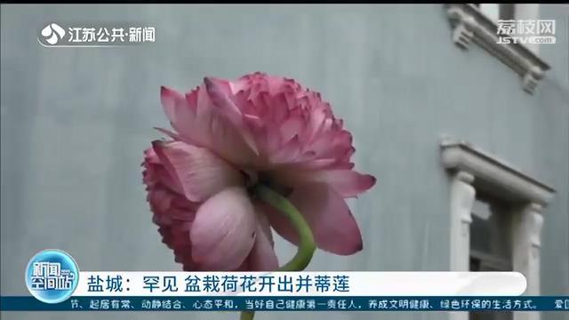 罕见！盆栽荷花开出并蒂莲