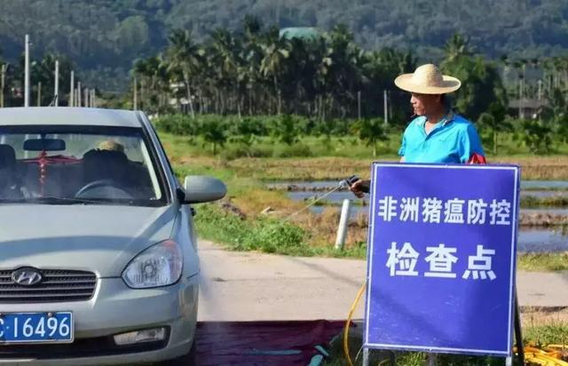 猪价飞涨，一头猪身价高达1.4万！看中国养猪往事