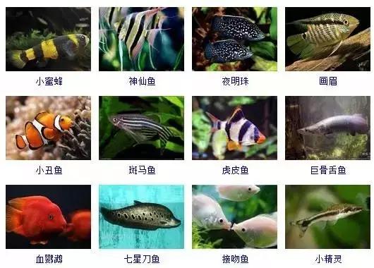359种常见观赏鱼图谱，收好不谢