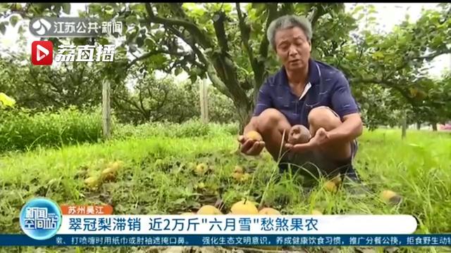 帮帮忙！苏州吴江翠冠梨滞销，近2万斤“六月雪”愁煞果农
