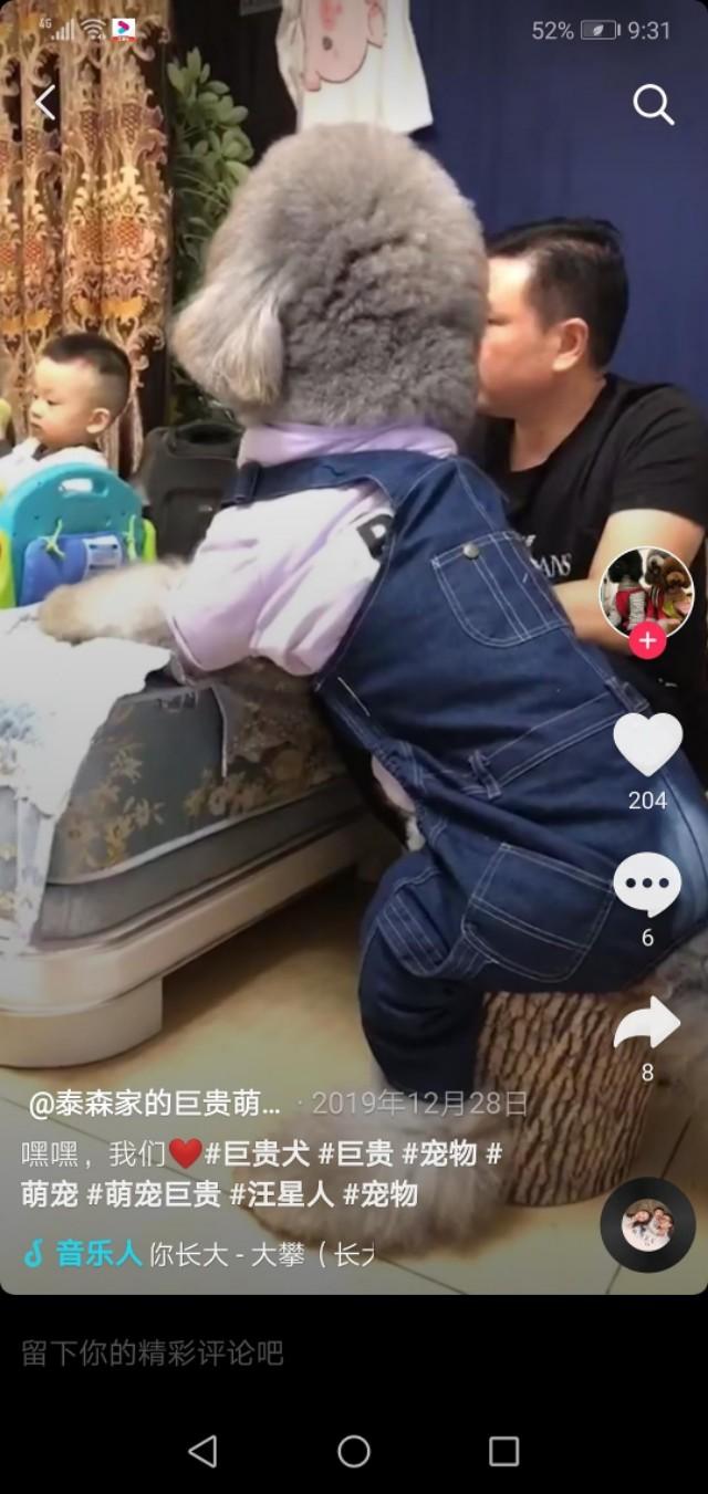 150斤的巨型泰迪，是泰坦吧！
