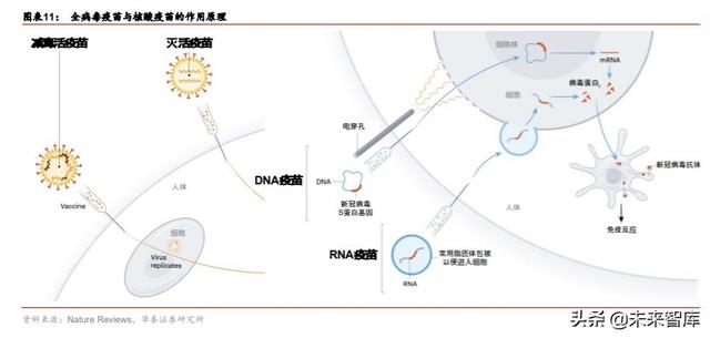 新冠疫苗专题研究：救黎民于水火，解百姓于倒