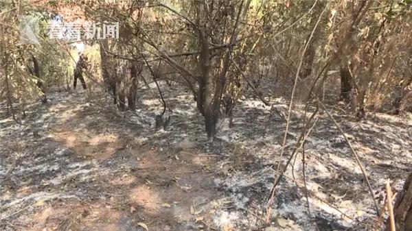 花2万违建猪圈被拆 男子为泄愤两次放火烧山被刑