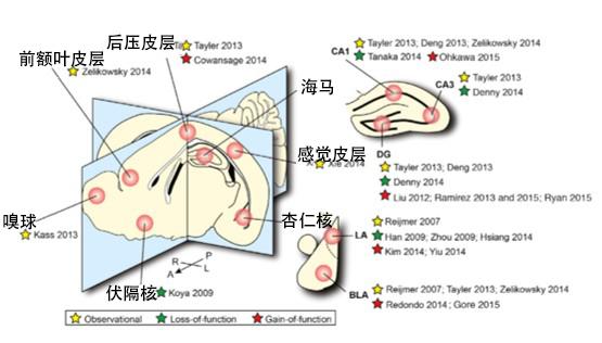 ������ʲô���ܳ���С����ϸ�����ܣ�