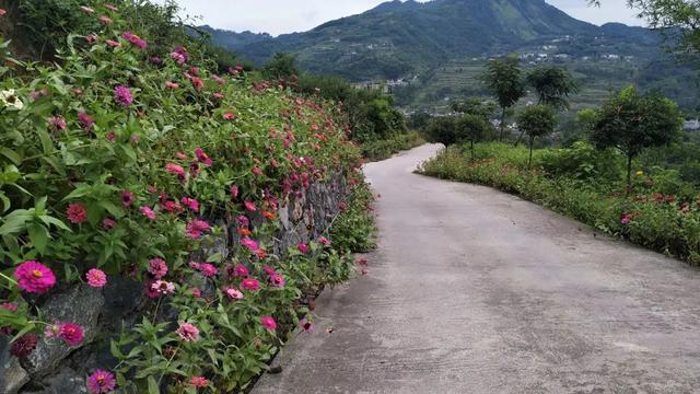 筠连巡司脆红李熟了 体验生态美味正当时