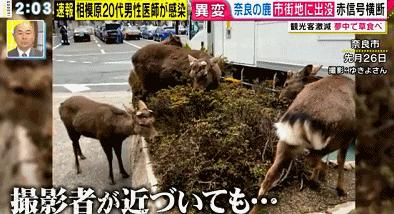 新冠病毒肆虐全球 印度惊现泡牛屎疗法 网友惊叹