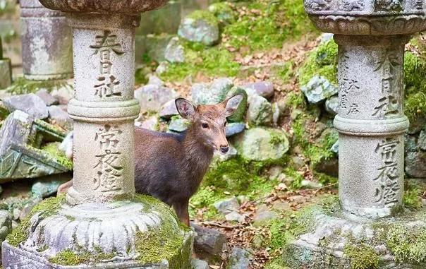 日本有名的关西地区，你只知道服部平次的关西方言吗？